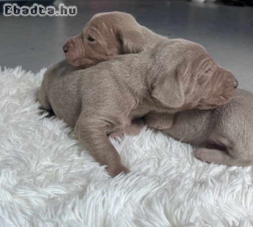 Weimari vizsla kiskutya