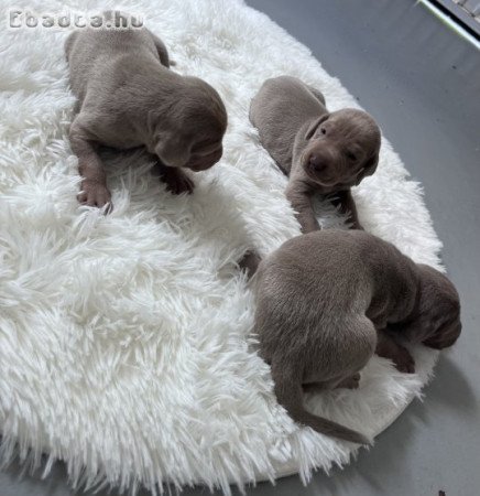Weimari vizsla kiskutya