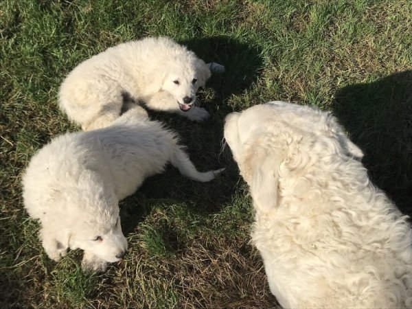 Kuvasz