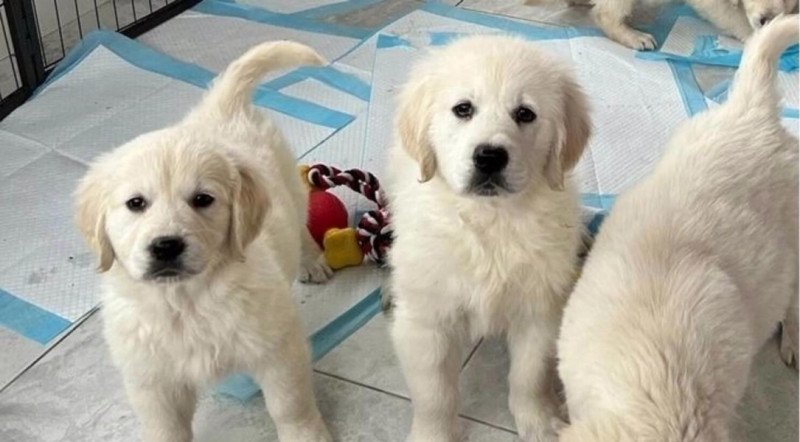 Golden retriever
