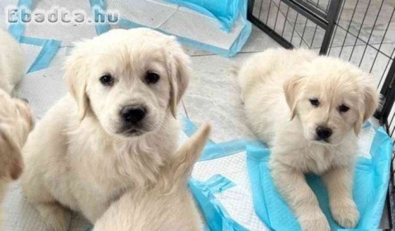 Golden Retriever kiskutyák