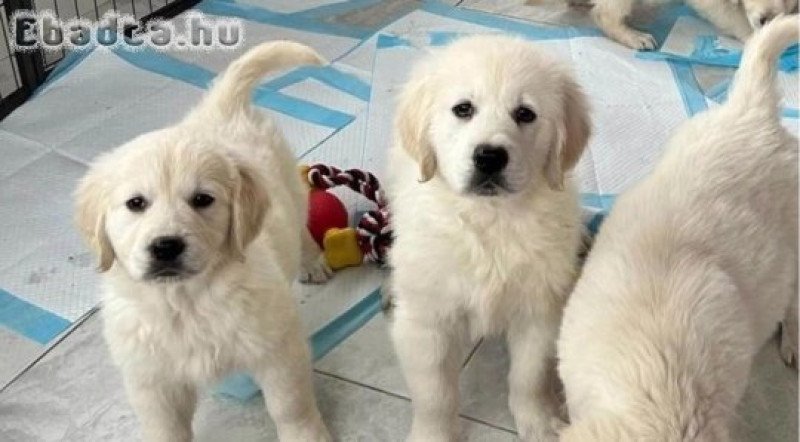 Golden Retriever kiskutyák