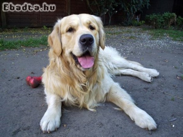 Golden Retriever kiskutyák