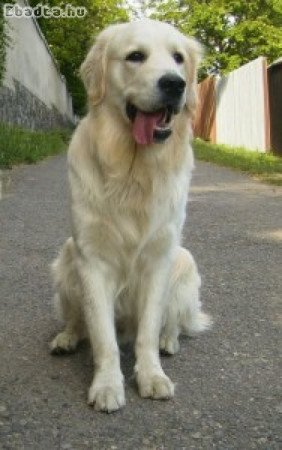 Golden Retriever kiskutyák