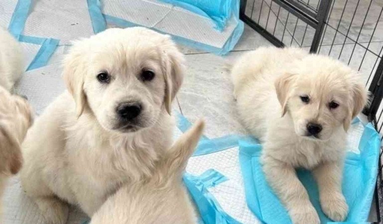 Golden retriever