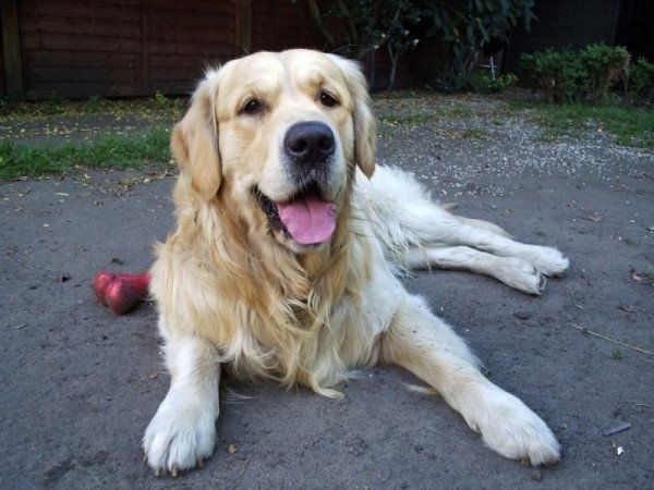 Golden retriever