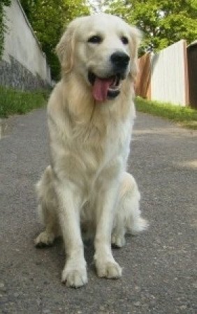 Golden retriever