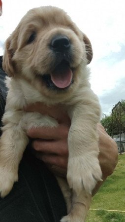 Golden Retriever