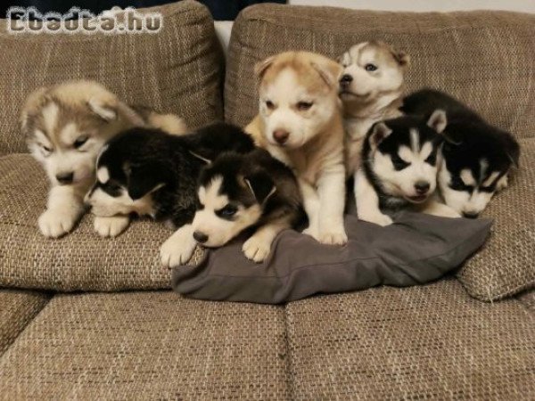 Szibériai Husky kölykök