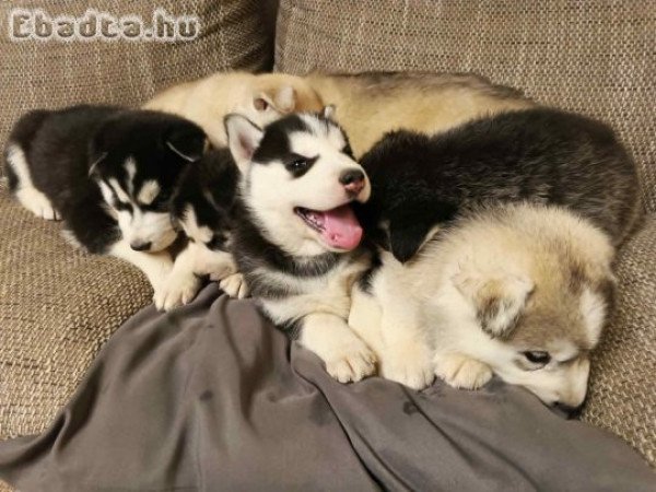 Szibériai Husky kölykök