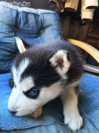 Szibériai Husky kölykök