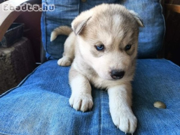 Szibériai Husky kölykök