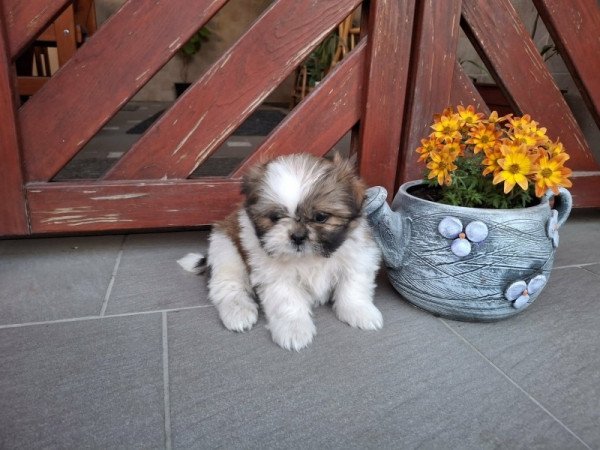 Shi-tzu