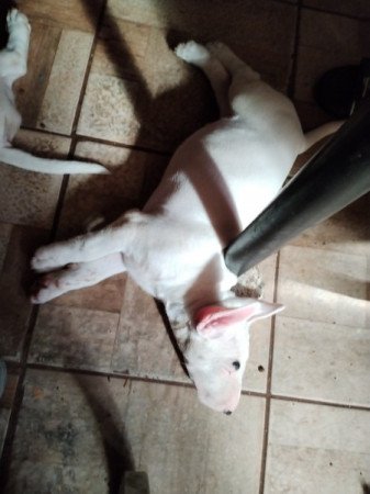 Bullterrier