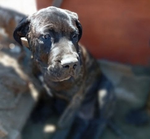 Cane Corso