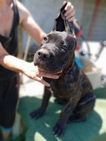 Cane Corso