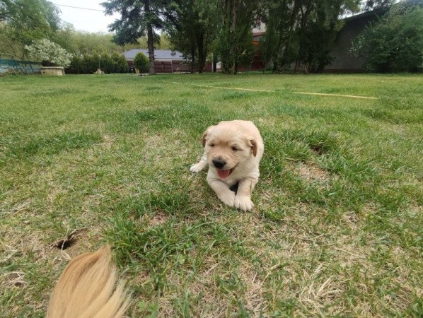 Golden Retriever