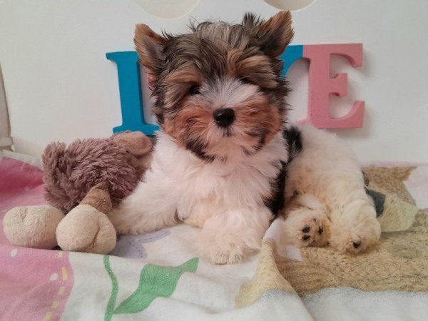 Biewer Yorkshire terrier