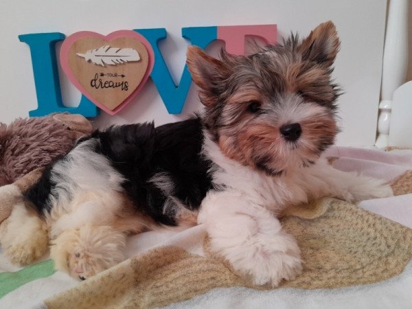 Biewer Yorkshire terrier