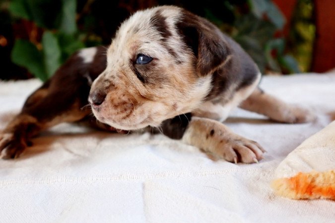 Catahoula Leopárdkutya