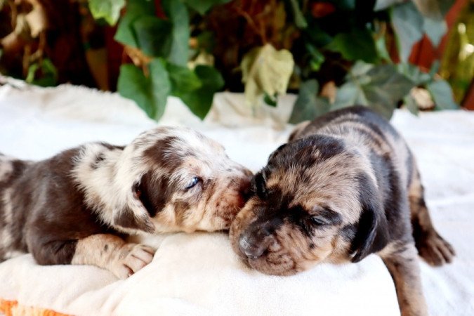 Catahoula Leopárdkutya