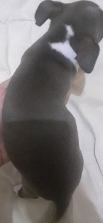Csivava