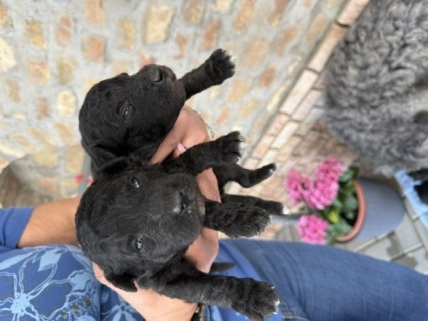 pumi