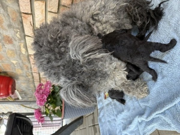 pumi