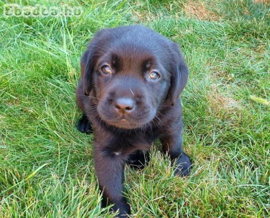 Labrador retriever kölykök