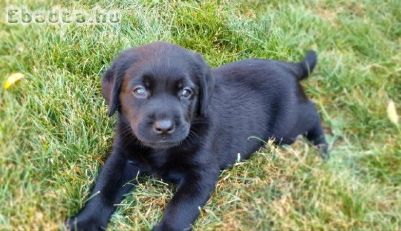 Labrador retriever kölykök