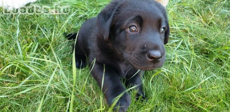 Labrador retriever kölykök