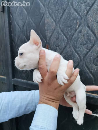 rench bulldog kiskutyák új otthonokért