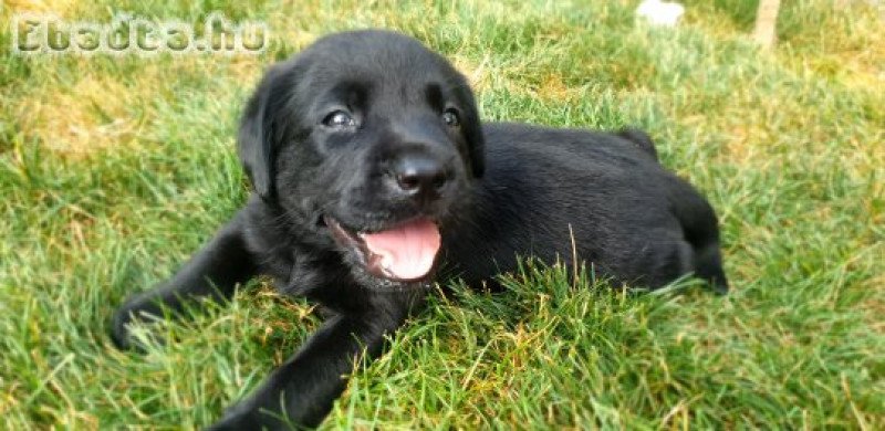 Labrador retriever kölykök