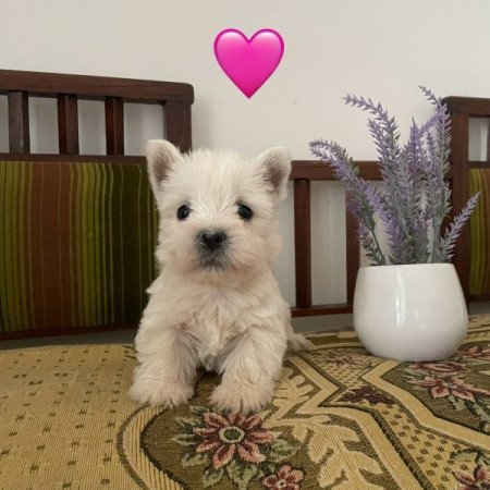 Westie