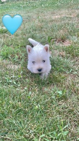 Westie