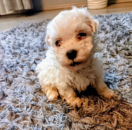 Bichon havanese