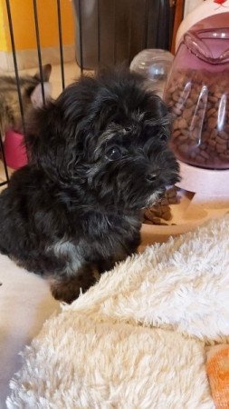 Bichon Havanese