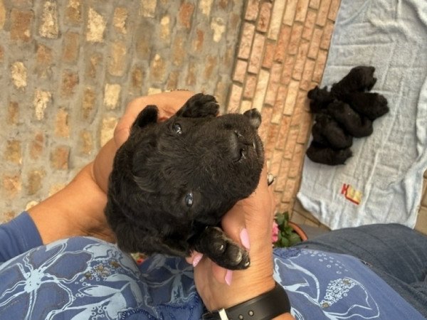 pumi