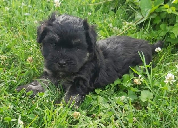 Bichon Havanese