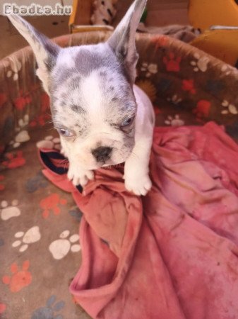 Francia bulldog kiskutyák eladók!