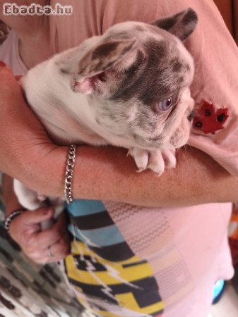Francia bulldog kiskutyák eladók!