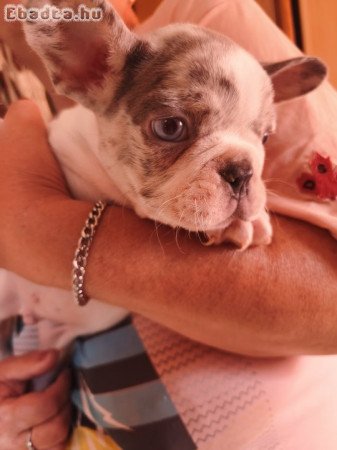 Francia bulldog kiskutyák eladók!