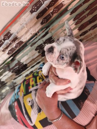 Francia bulldog kiskutyák eladók!