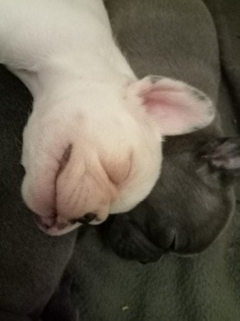 Francia bulldog