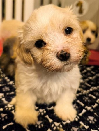 Bichon havanese