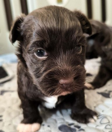 Bichon havanese