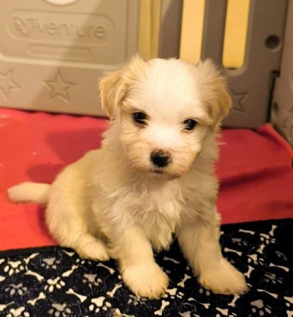 Bichon havanese