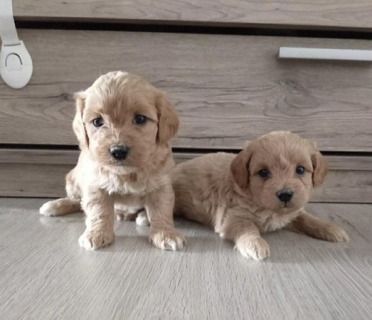 Maltipoo