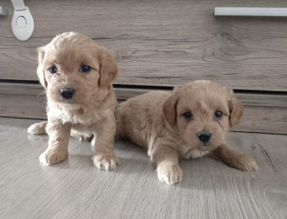Maltipoo