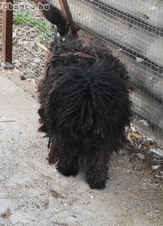 Puli kutya ingyen elvihető